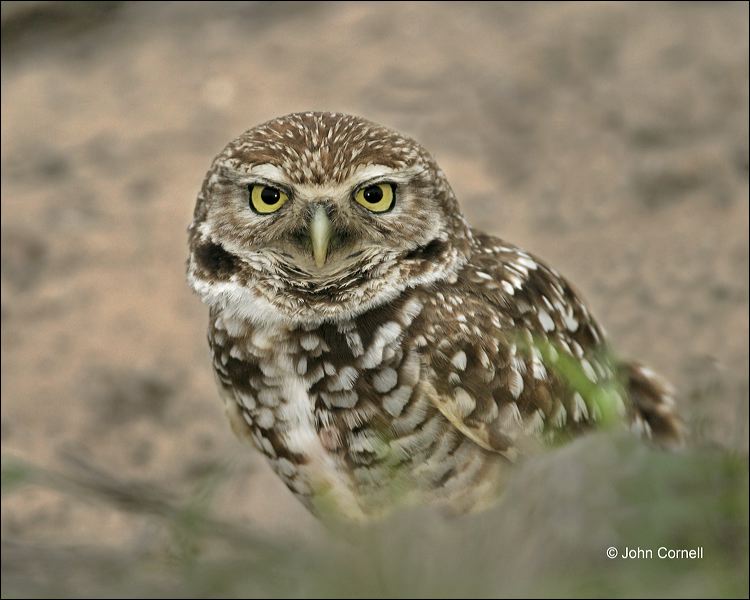 Burrowing Owl;Owl;Athene cunicularia;one animal;close-up;color image;nobody;photography;day;outdoors. Wildlife;birds;animals in the wild;Birds of Prey;Curved Beak;Hunter;Hunters;Predator;Predatory;Talon;Talons;Raptor;Raptors;avifauna;feathered;feathers;wilderness;perch;perching;watch;portrait;eye;nature;wild;looking;perched;watchful